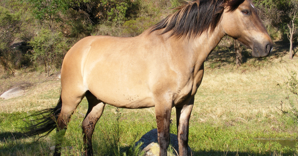 All About The Dun Horse Variations Markings More 